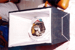 3.gif (11347 bytes)