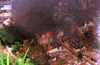 batu_merah03.gif (6332 bytes)