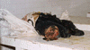 mayat-02.gif (5305 bytes)