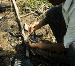 ambo2.gif (19388 bytes)