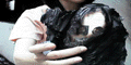 gkk22004.GIF (6759 bytes)