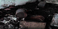 gkk22061.GIF (6654 bytes)